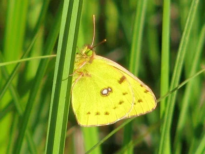 Colias hyale