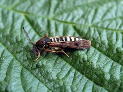 Pennisetia hylaeiformis