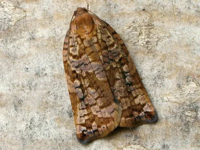 Archips oporana