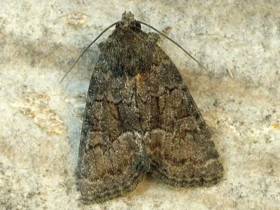 Thalpophila matura