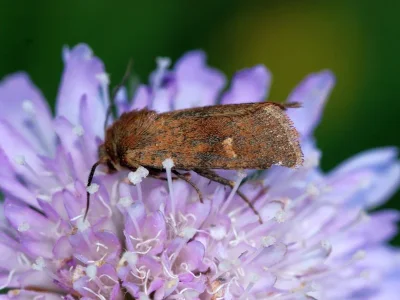 Eriopygodes imbecilla