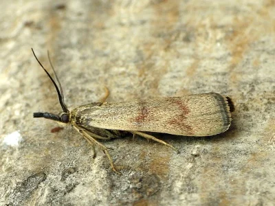 Hypochalcia ahenella