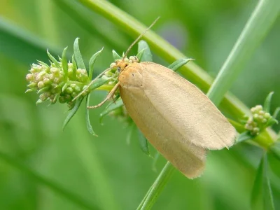Zelotherses paleana