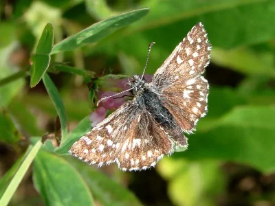 Pyrgus malvae