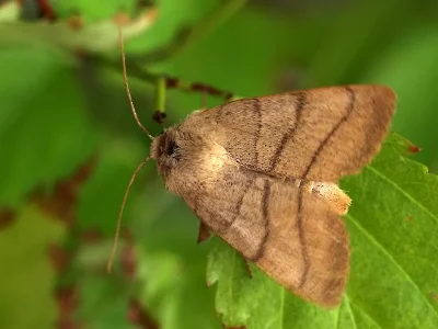 Charanyca (Charanyca) trigrammica
