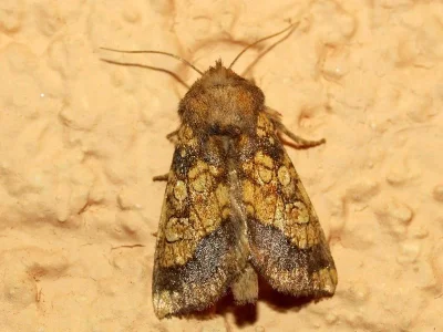 Gortyna (Gortyna) flavago