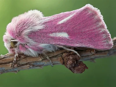 Aedophron (Aedophron) rhodites