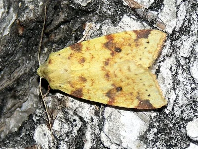Xanthia (Cirrhia) icteritia