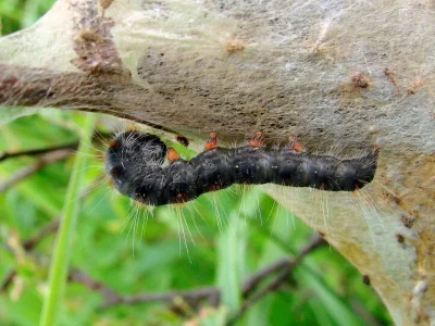 Eriogaster (E.) lanestris