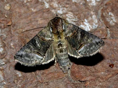 Abrostola triplasia