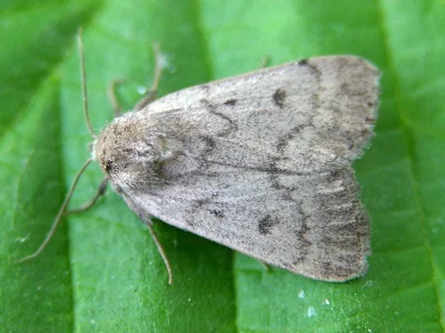 Athetis (Hydrillula) pallustris