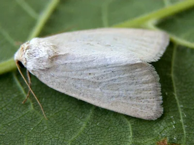 Photedes morrisii
