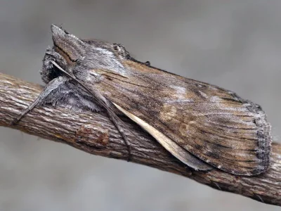 Cucullia xeranthemi