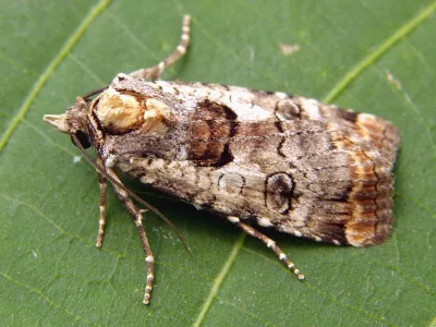 Epilecta linogrisea