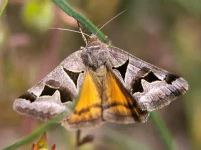 Euclidia (Gonospileia) triquetra