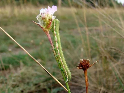 Anarta (Calocestra) trifolii