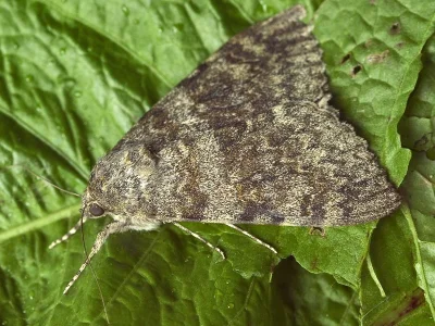 Catocala elocata