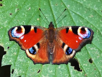 Aglais io