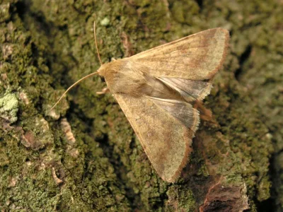 Helicoverpa armigera