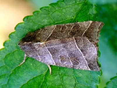 Ipimorpha retusa