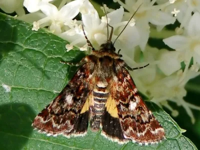 Anarta (Anarta) myrtilli