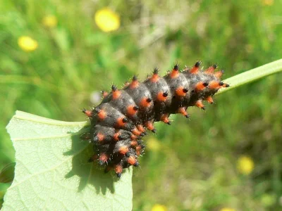 Zerynthia (Z.) polyxena