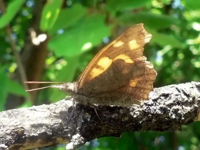 Libythea celtis