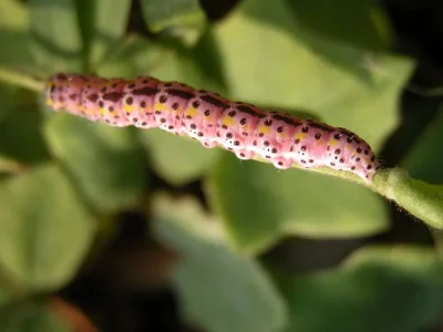 Periphanes (P.) delphinii