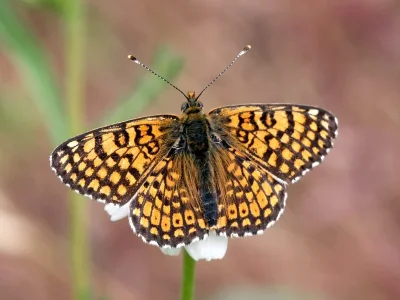Melitaea cinxia