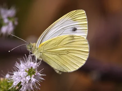 Pieris (Artogeia) rapae