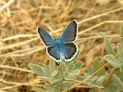 Plebejus (Plebejus) argus
