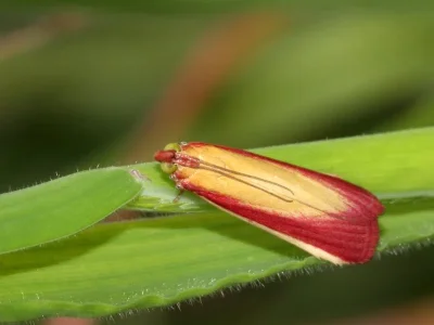 Oncocera semirubella