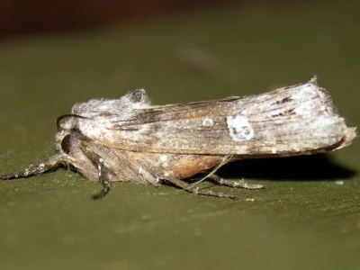 Xylena solidaginis
