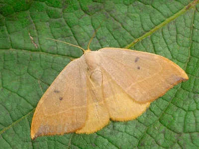 Watsonalla binaria