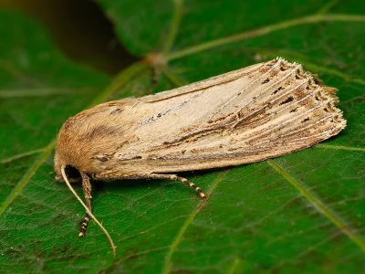 Nonagria typhae