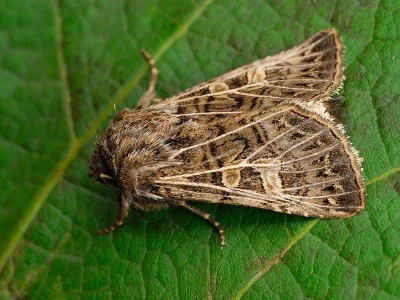Tholera decimalis