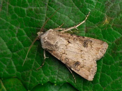 Agrotis (Agrotis) segetum