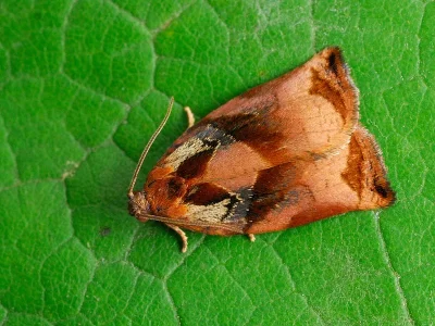 Archips podana