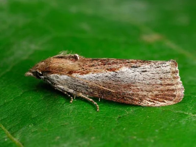 Galleria mellonella