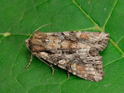 Lacanobia (Dianobia) contigua