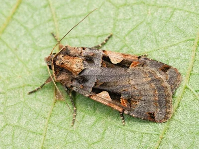 Xestia (Megasema) c-nigrum