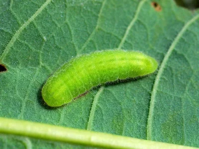 Lycaena (Helleia) helle