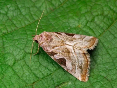 Eucarta virgo