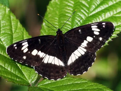 Limenitis camilla