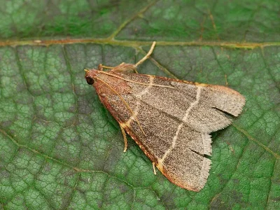 Hypsopygia glaucinalis