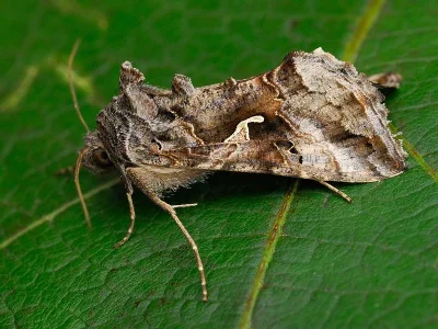 Autographa gamma