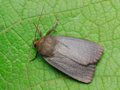 Amphipyra (Amphipyra) livida