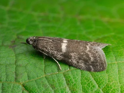 Apomyelois bistriatella