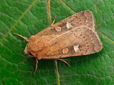 Xestia (Xestia) xanthographa