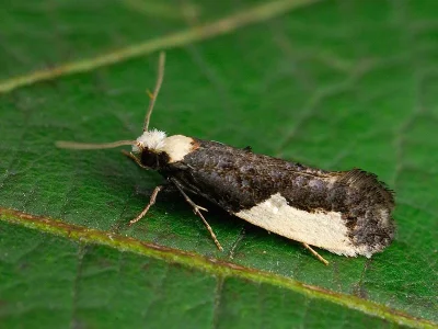 Monopis monachella